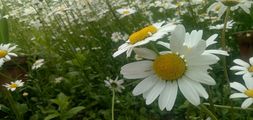 Valley of flower