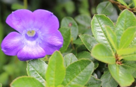 Valley of Flowers Trekking tour