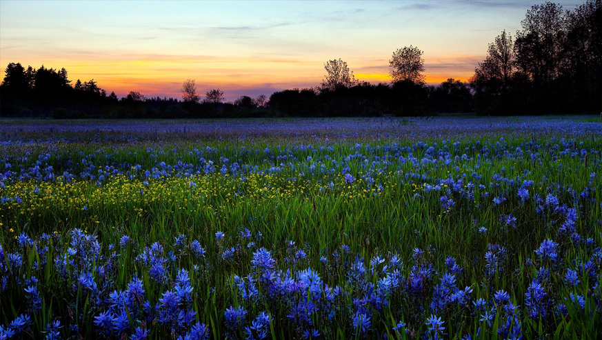 valley of flowers yatra