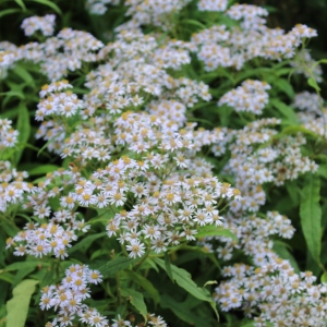 Valley of Flowers Aster albescens flower