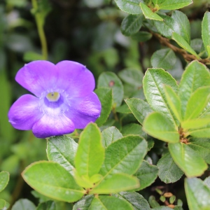 Valley of Flowers Cyanathus Lobatus flower