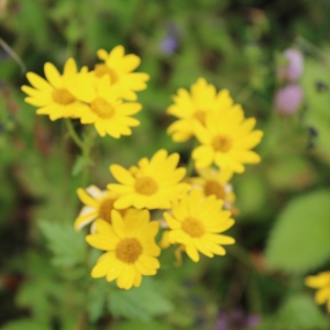 Valley of Flowers Senecio laetus flower