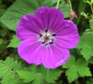 Valley of Flowers looks of beauty