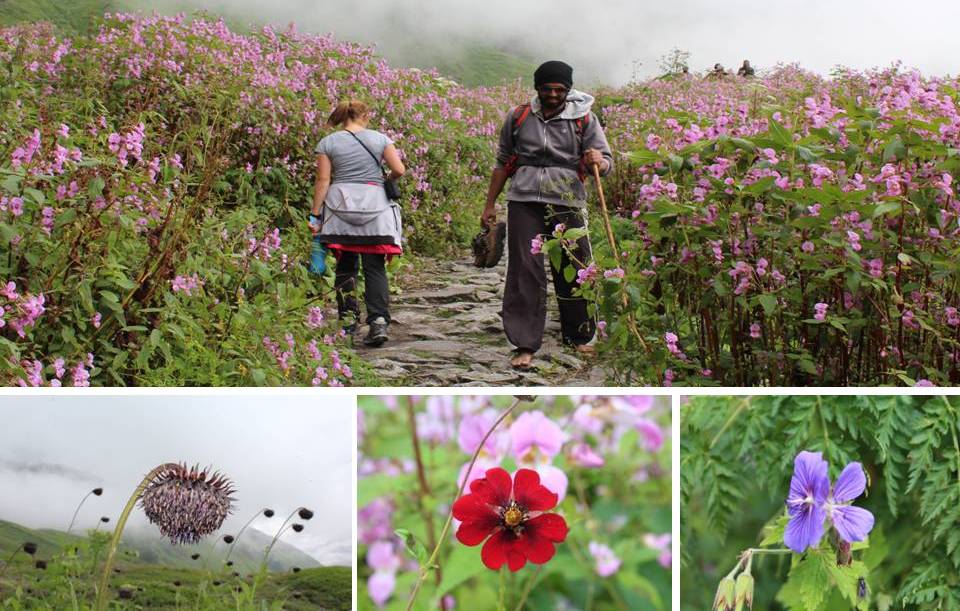 Valley of Flowers Pictures