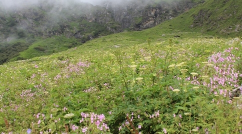 valley of Flowers Weather